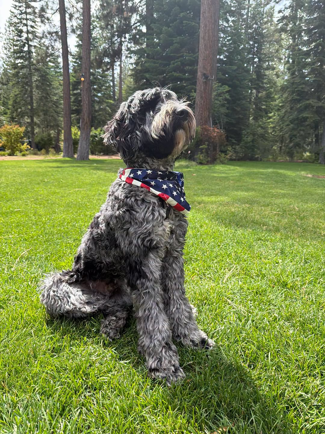 Benny sitting on grass in a stars-and-stripes bandana